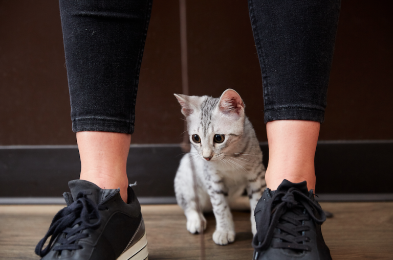 Egyptian Mau Kitten