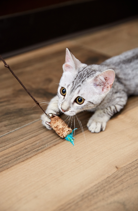 Egyptian Mau Kitten for sale connecticut