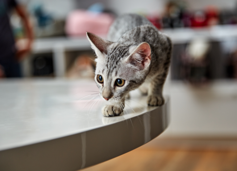 Egyptian Mau Kitten for sale connecticut