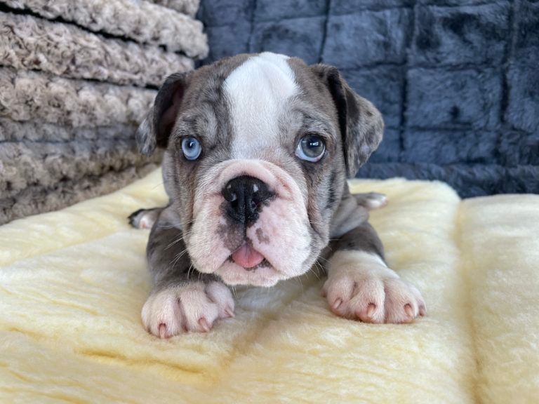 English Bulldog Puppy