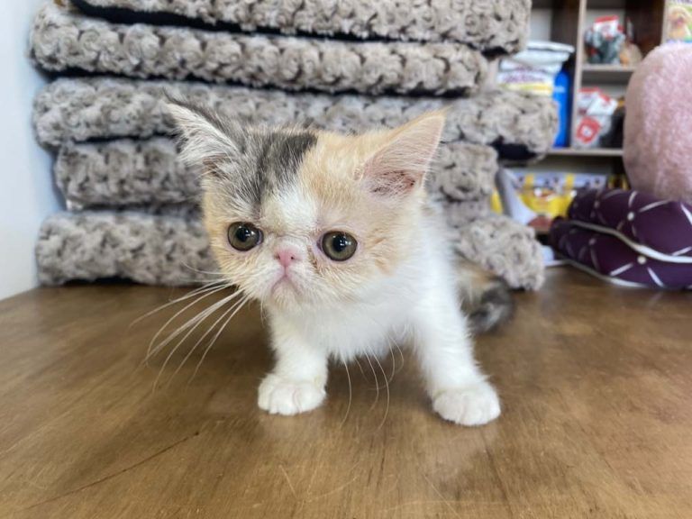 Exotic Shorthair Kitten