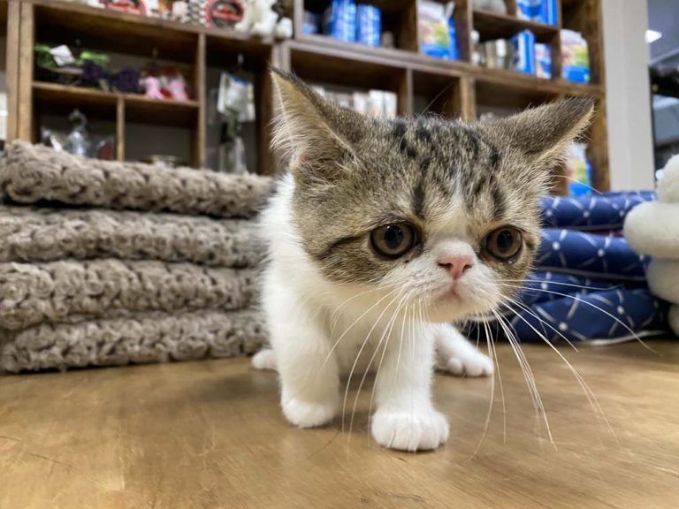 Exotic Shorthair Kitten