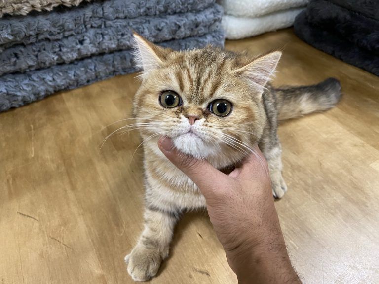 Exotic Shorthair Kitten