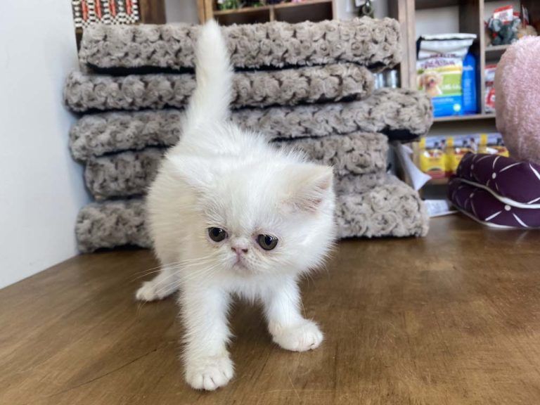 Exotic Shorthair Kitten