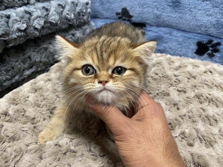 Exotic Shorthair Kitten