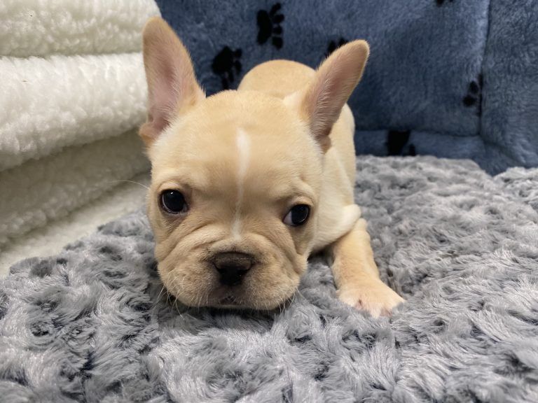 French Bulldog Puppy