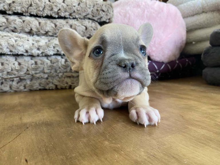 French Bulldog Puppy