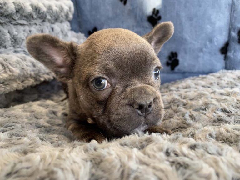 French Bulldog Puppy