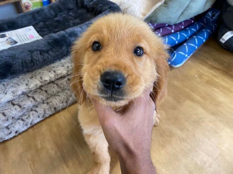 Golden Retriever Puppy