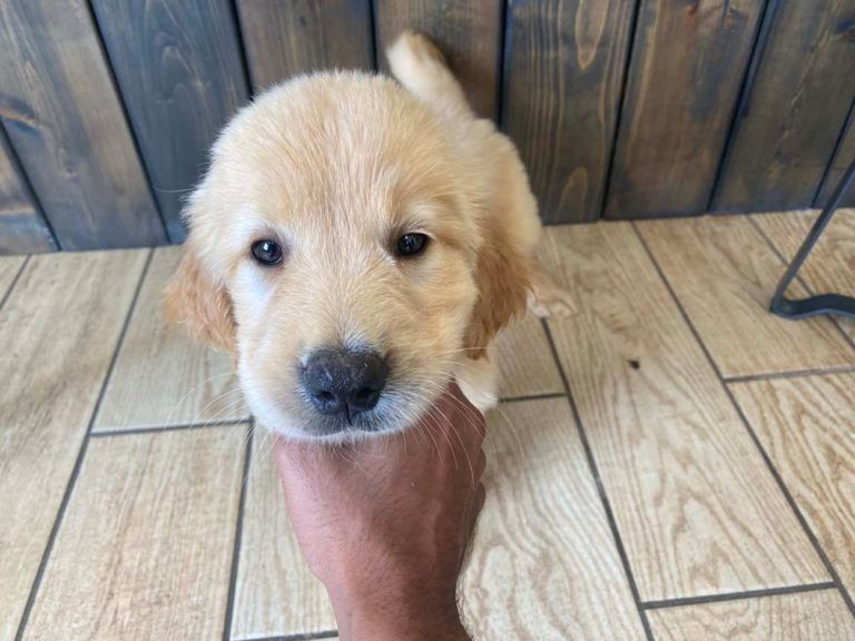Golden Retriever Puppy