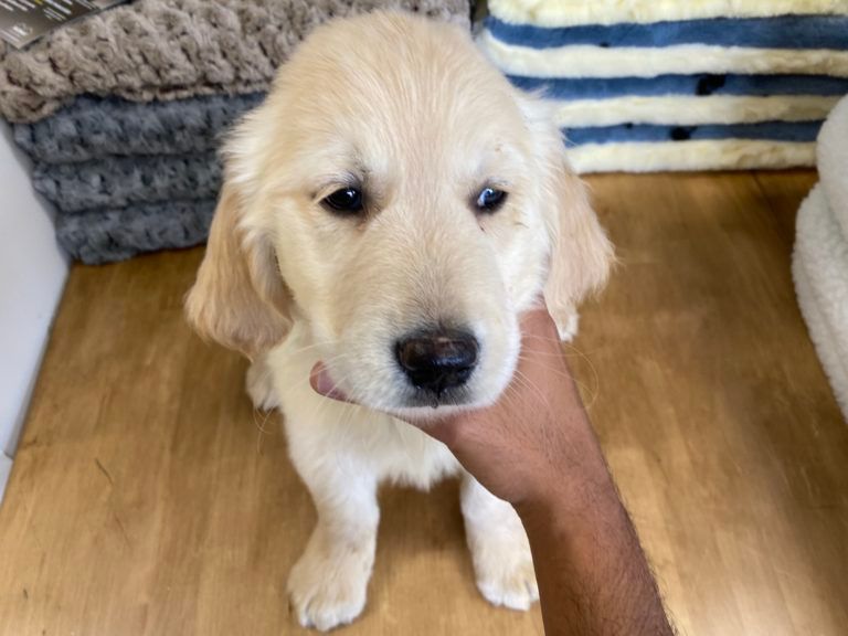 Golden Retriever Puppy