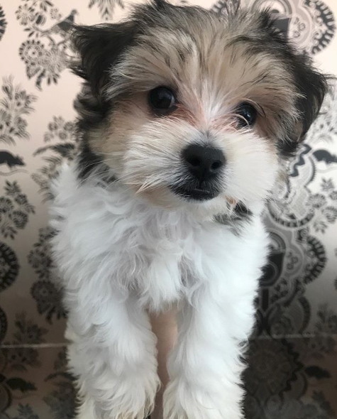 Havanese Puppy