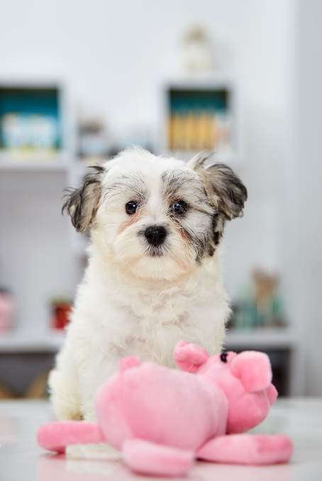 Havanese Puppy for sale in Connecticut