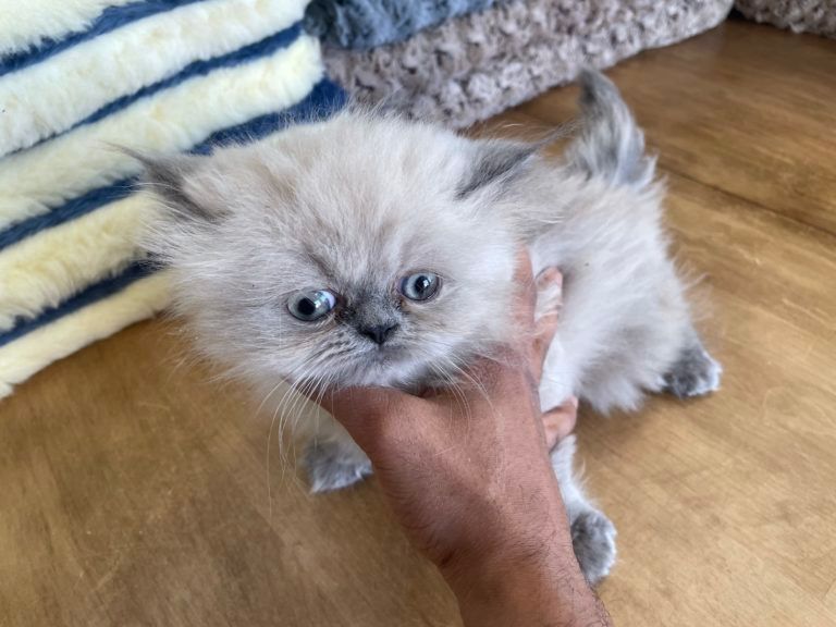 Himalayan Kitten