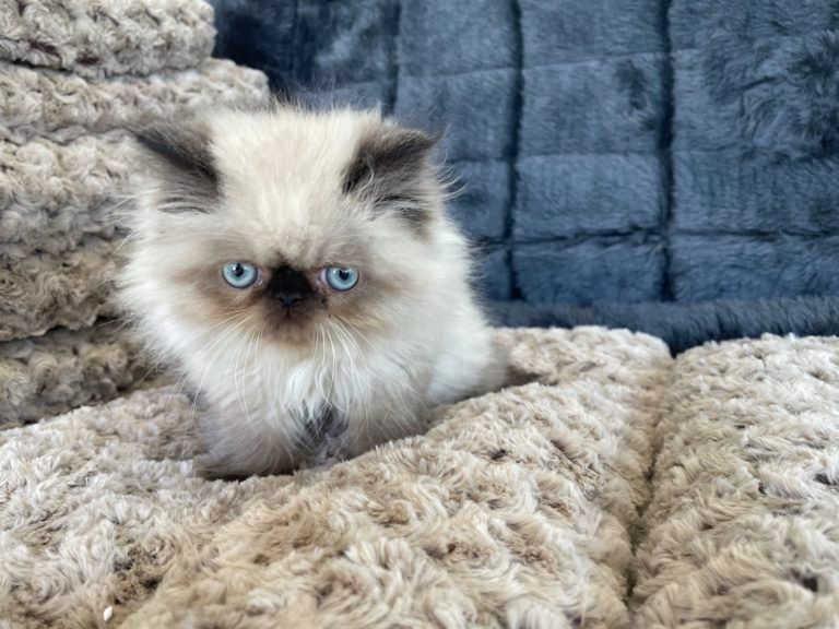 Himalayan Kitten