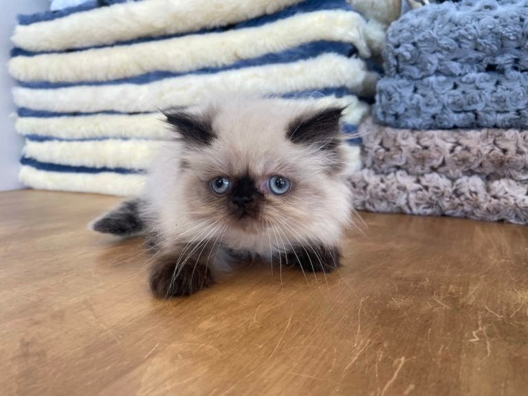 Himalayan Kitten