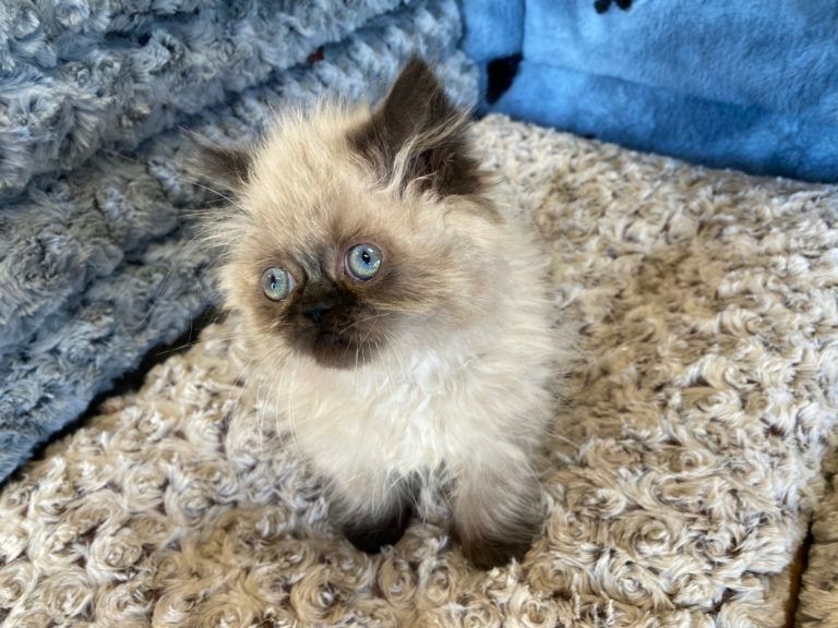 Himalayan Kitten
