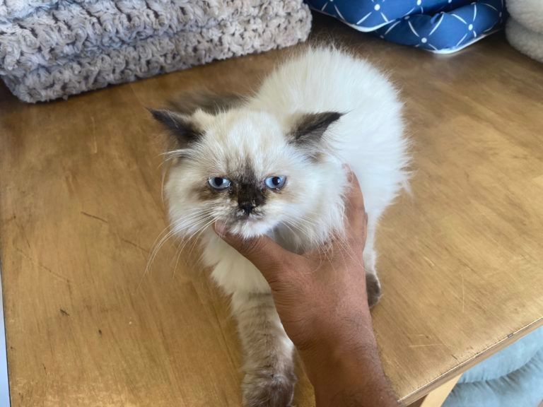 Himalayan Kitten