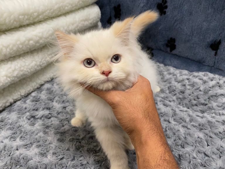 Himalayan Kitten