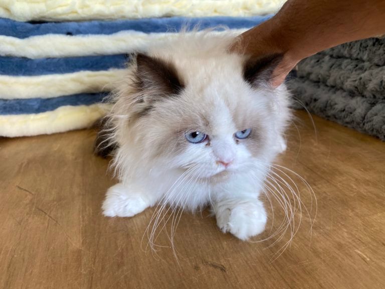 Himalayan Kitten