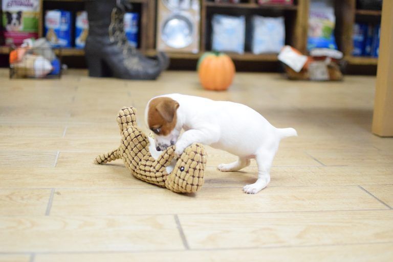 Jack Russell Terrier Puppy