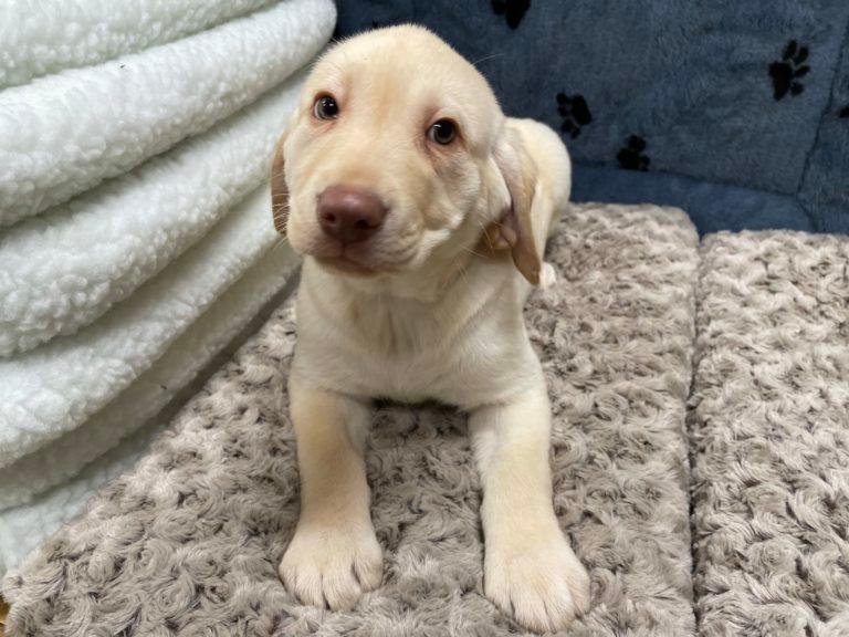 Labrador Retriever Puppy