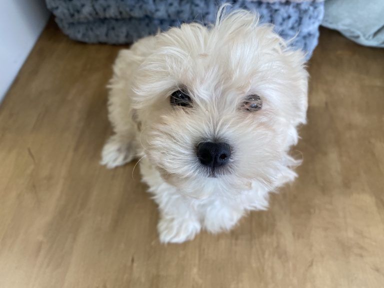 Maltese Puppy