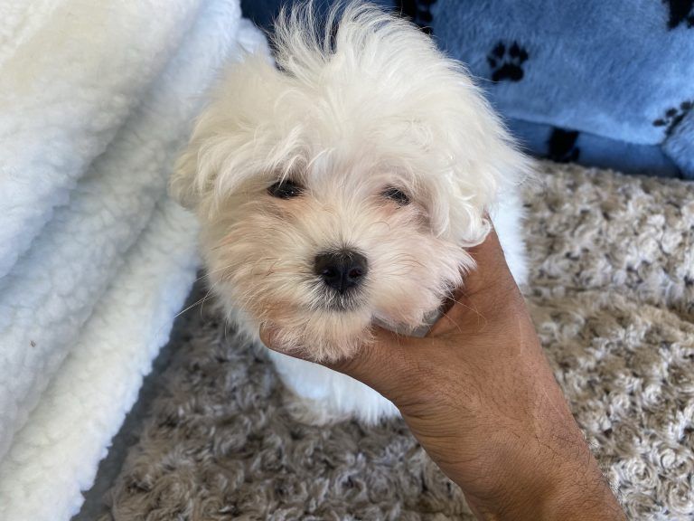 Maltese Puppy