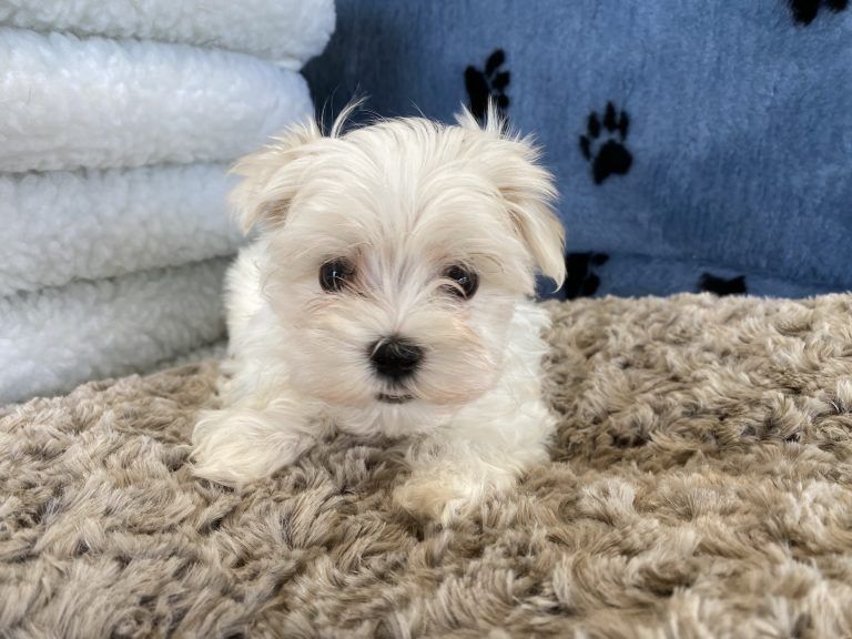Maltese Puppy
