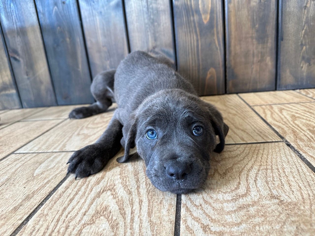 Cane Corso puppy.