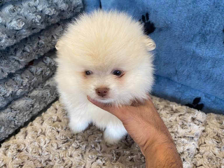 Pomeranian Puppy for sale connecticut