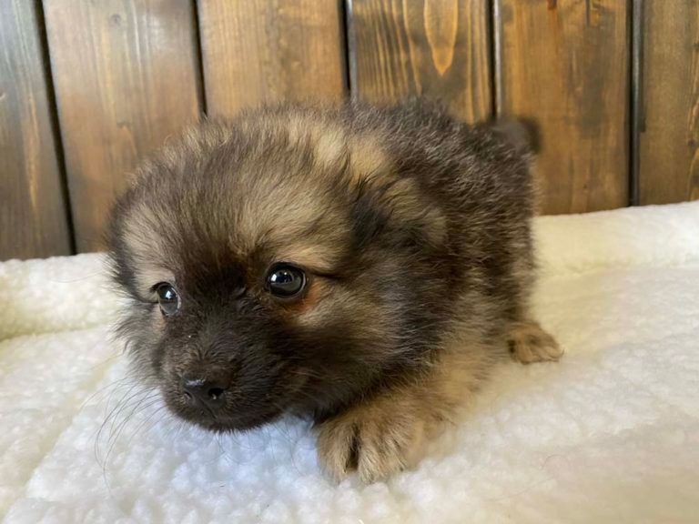 Pomeranian Puppy for sale connecticut