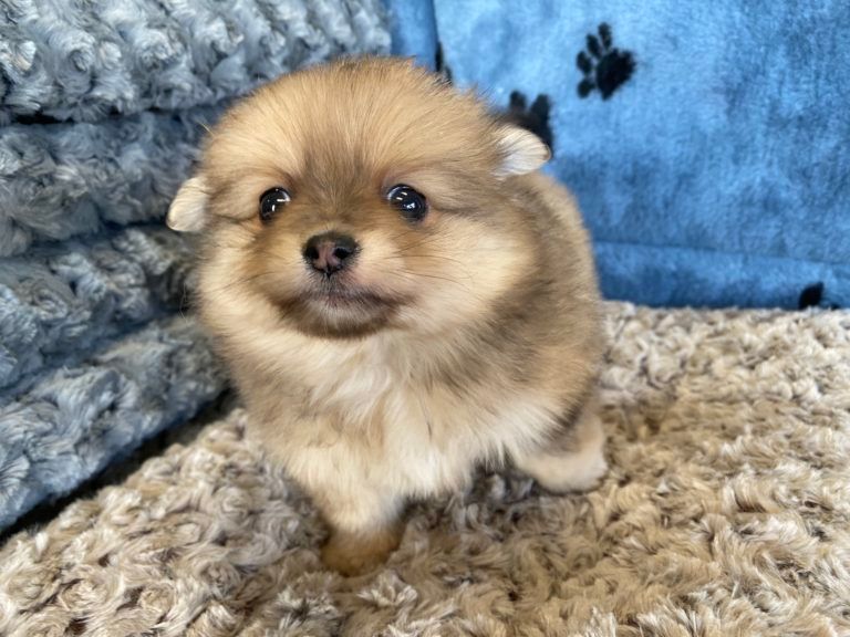 Pomeranian Puppy for sale connecticut
