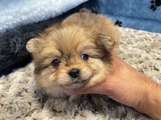 Pomeranian Puppy for sale connecticut