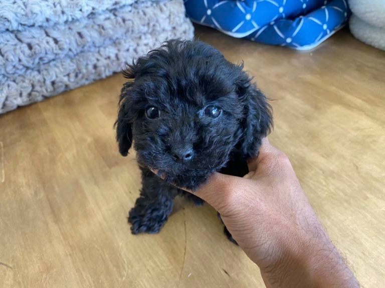 Poodle Puppy