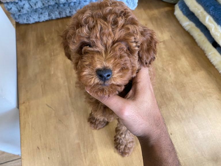 Poodle Puppy