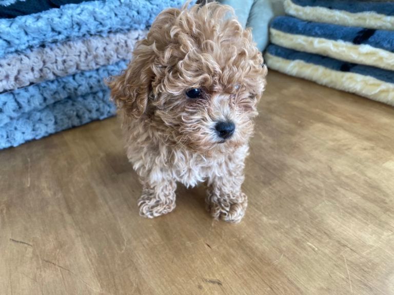Poodle Puppy