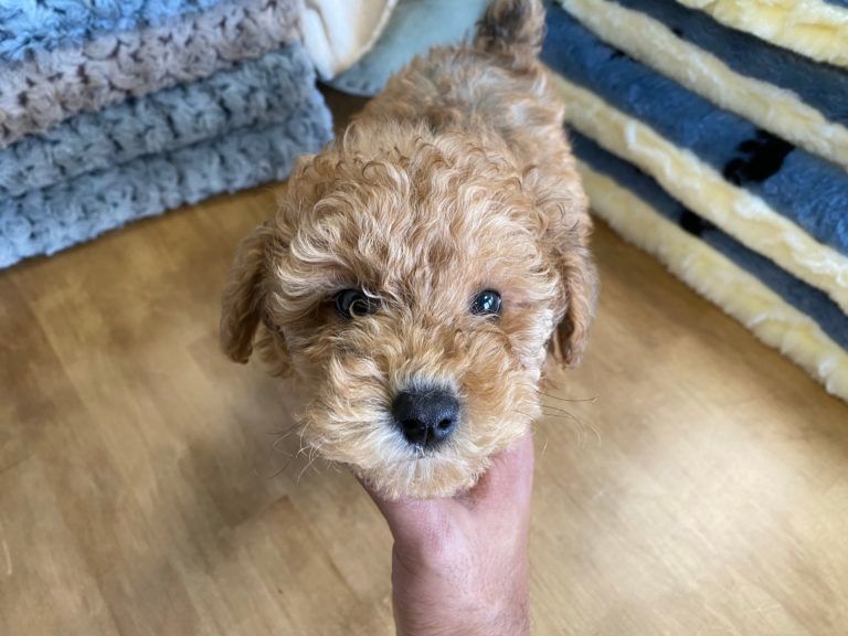 Poodle Puppy