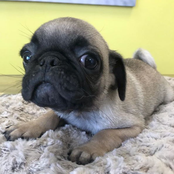 Pug Puppy