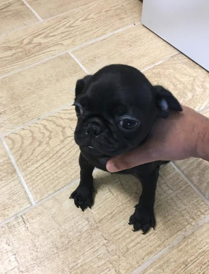 Pug Puppy