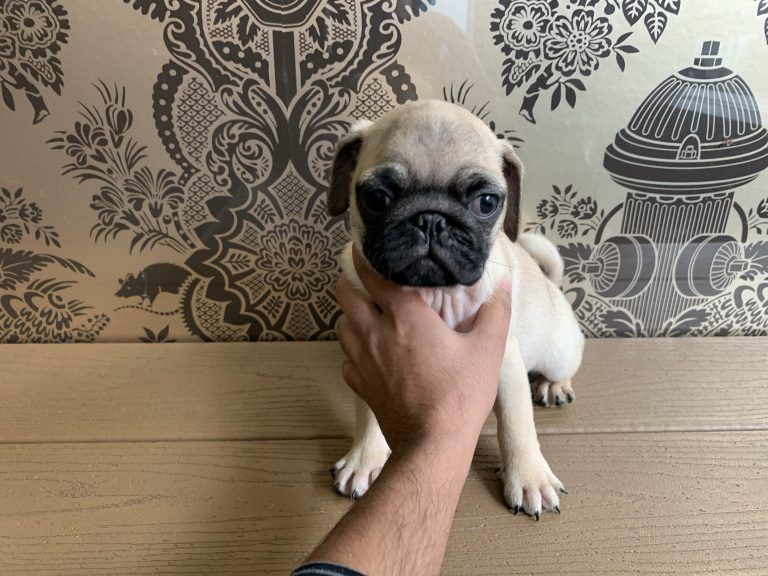Pug Puppy