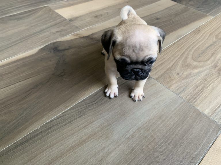 Pug Puppy