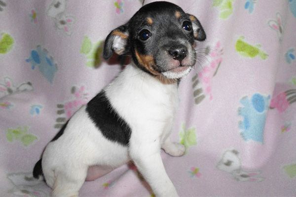 Rat Terrier Puppy