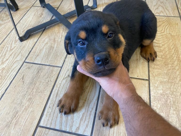 Rottweiler Puppy