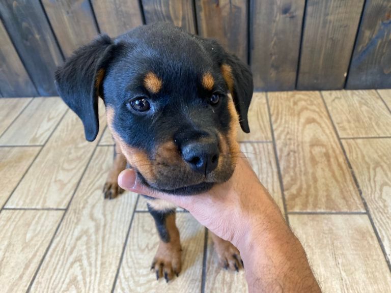 Rottweiler Puppy