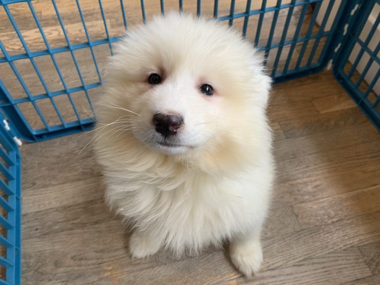 Samoyed Puppy