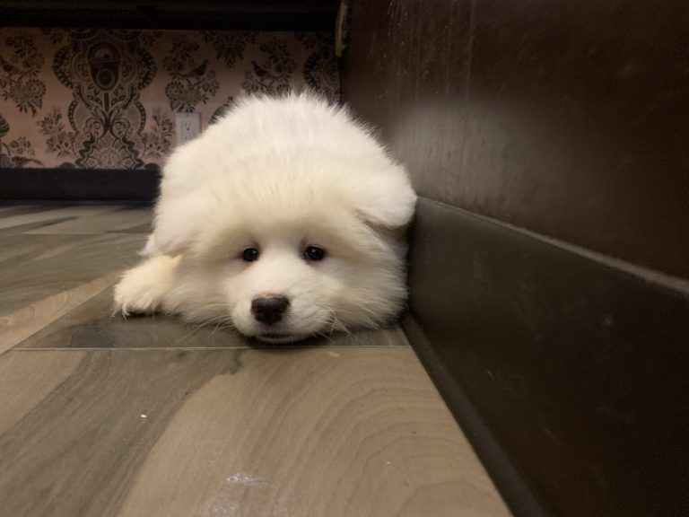 Samoyed Puppy