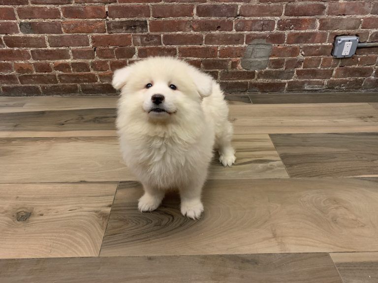 Samoyed Puppy