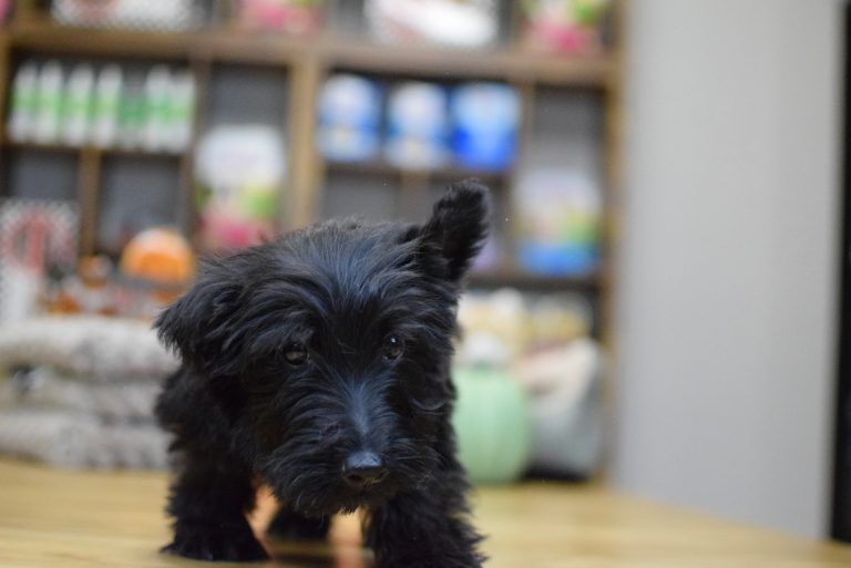 Scottish Terrier Puppy
