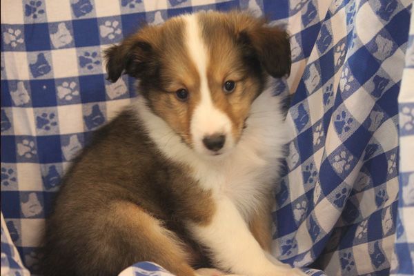Sheltie Puppy